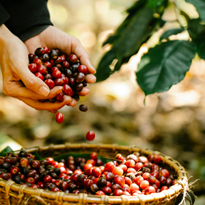 Coffee Trails