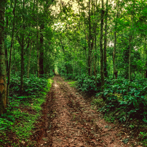 Nature Walk